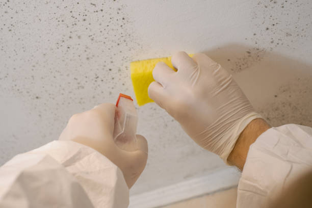 Best Biohazard Mold Removal  in Bayshore Gardens, FL